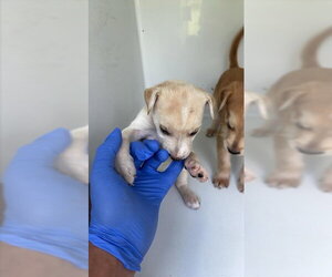 Labrador Retriever-Unknown Mix Dogs for adoption in Houston, TX, USA