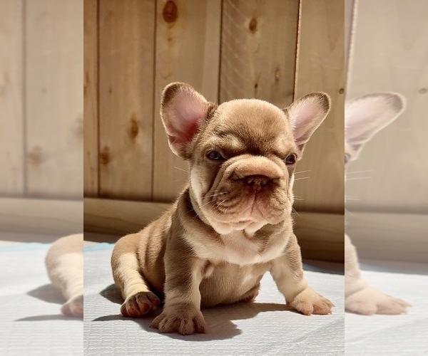 Medium Photo #4 French Bulldog Puppy For Sale in SACRAMENTO, CA, USA