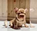 Small #3 French Bulldog