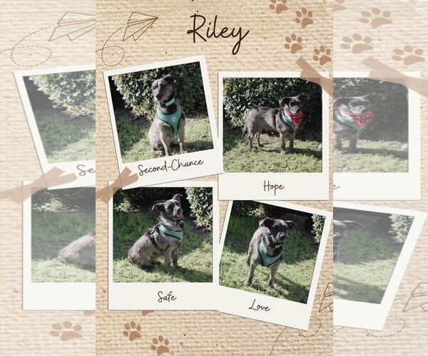 Medium Photo #3  Puppy For Sale in , 