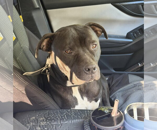 Medium Photo #1 American Pit Bull Terrier-American Staffordshire Terrier Mix Puppy For Sale in Frankenmuth, MI, USA