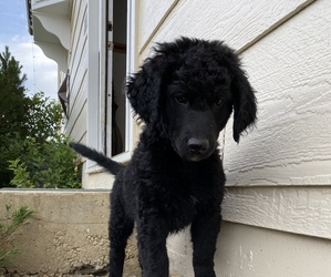 Bernedoodle-Golden Mountain Dog Mix Puppy for sale in BERTHOUD, CO, USA