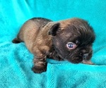 Small #8 French Bulldog