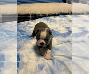 Boston Terrier Puppy for Sale in HOWELL, New Jersey USA