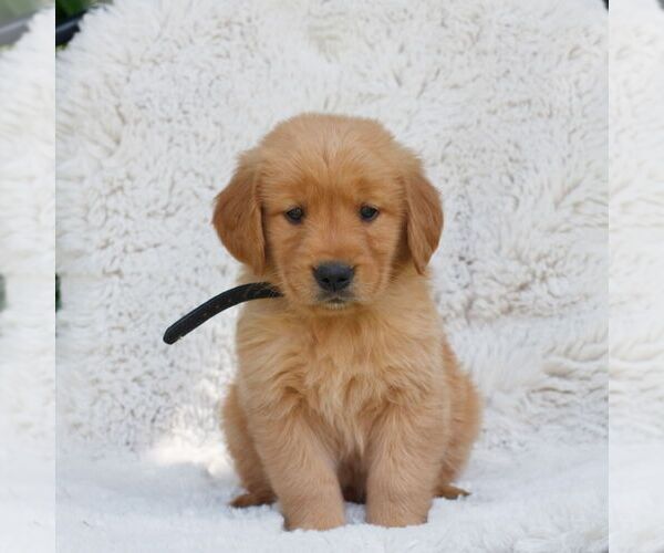 Medium Photo #1 Golden Retriever Puppy For Sale in NEW HOLLAND, PA, USA