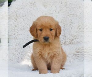 Golden Retriever Puppy for sale in NEW HOLLAND, PA, USA
