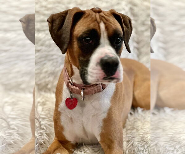 Medium Photo #4 Boxer Puppy For Sale in Dumont, NJ, USA