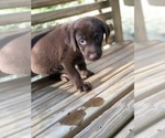 Small Photo #15 Labrador Retriever Puppy For Sale in SPENCER, TN, USA