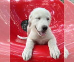 Small #3 Great Pyrenees