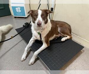 Border Collie Dogs for adoption in Pasadena, CA, USA