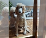 Small Photo #5 Poodle (Standard) Puppy For Sale in WAUSAUKEE, WI, USA