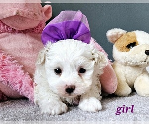 Maltipoo Puppy for sale in PALM COAST, FL, USA