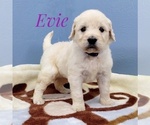 Small Photo #1 English Cream Golden Retriever-Poodle (Standard) Mix Puppy For Sale in CEDAR GAP, MO, USA