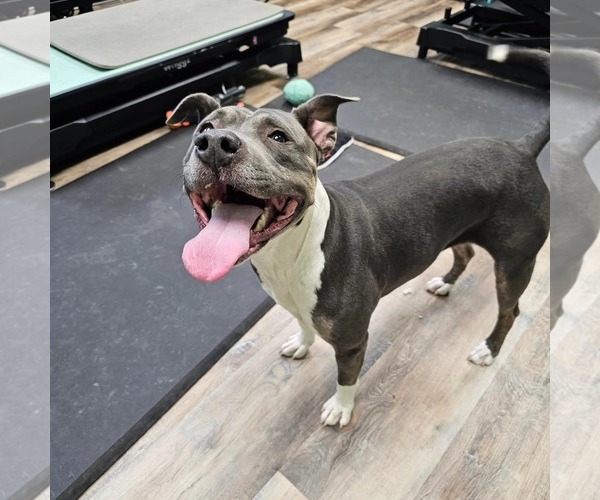 Medium Photo #3 Mutt Puppy For Sale in Fargo, ND, USA