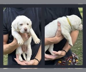 Labrador Retriever Puppy for sale in LEXINGTON, VA, USA