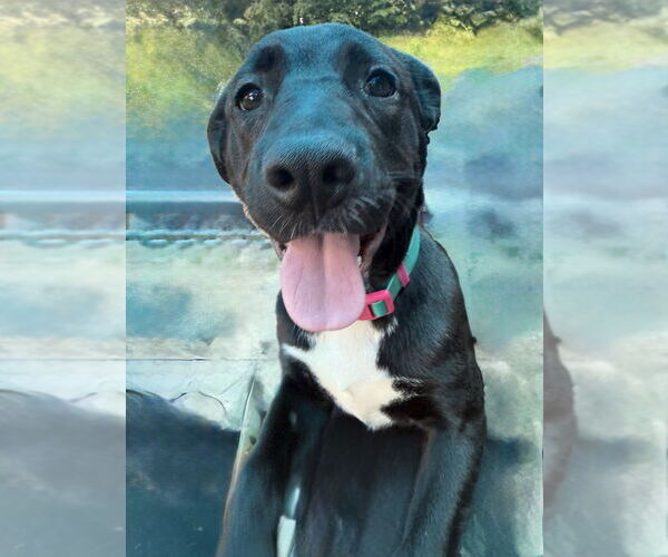 Medium Photo #35 Labrador Retriever-Unknown Mix Puppy For Sale in OKLAHOMA CITY, OK, USA
