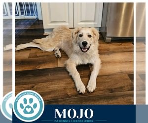 Golden Pyrenees Dogs for adoption in Kimberton, PA, USA