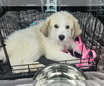 Small #2 Great Pyrenees