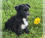 Image preview for Ad Listing. Nickname: Zoey