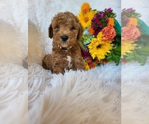 Goldendoodle (Miniature) Puppy for Sale in IRVINE, California USA