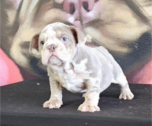 English Bulldog Puppy for sale in RALEIGH, NC, USA