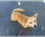 Small #7 Chihuahua Mix