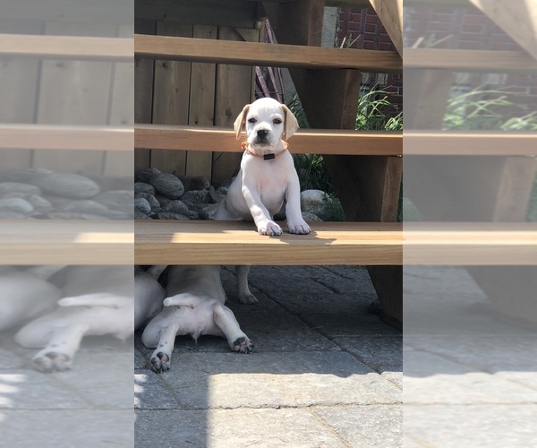 Medium Photo #1 Pointer Puppy For Sale in Uxbridge, Ontario, Canada