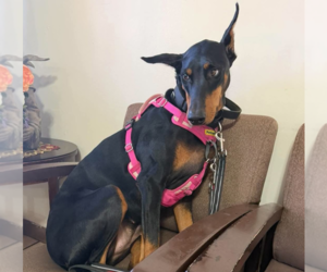 Doberman Pinscher Dogs for adoption in Buffalo, MN, USA