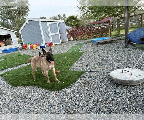 Medium Photo #1 Mutt Puppy For Sale in Imlay City, MI, USA