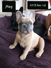 French Bulldog Puppy for sale in SPANISH FORT, AL, USA