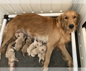 Mother of the Golden Retriever puppies born on 06/02/2023