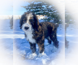 Bernedoodle Puppy for sale in CHEYENNE, WY, USA