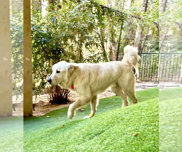 Medium Photo #6 Great Pyrenees Puppy For Sale in Spring, TX, USA