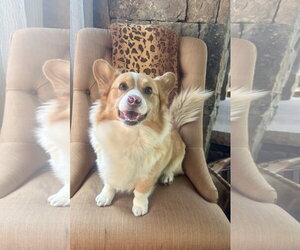 Mutt Dogs for adoption in Denver , CO, USA