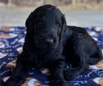 Puppy Midnight Goldendoodle
