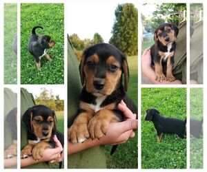 Beagle-Border Collie Mix Puppy for sale in COLUMBIANA, OH, USA