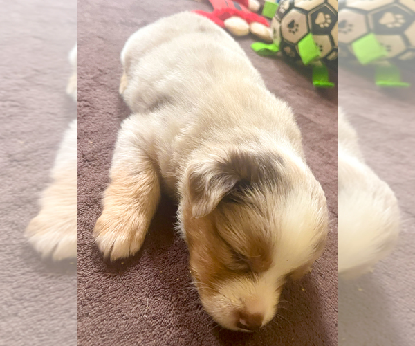 Medium Photo #17 Miniature Australian Shepherd Puppy For Sale in MONTICELLO, SC, USA