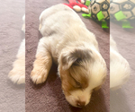 Small #16 Miniature Australian Shepherd