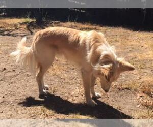 Border Collie-Golden Retriever Mix Dogs for adoption in LAGUNA BEACH, CA, USA