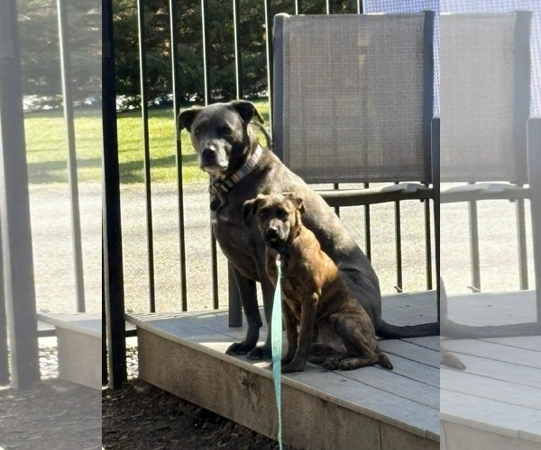 Medium Photo #5 Boxador Puppy For Sale in Woodbury, NY, USA