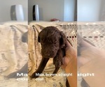 Puppy 3 Labradoodle-Poodle (Standard) Mix