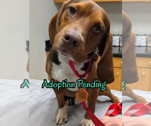 Beagle Dogs for adoption in Dunnellon, FL, USA