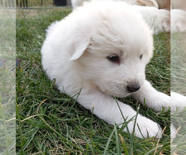 Medium Photo #116 Great Pyrenees Puppy For Sale in FALCON, CO, USA
