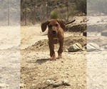 Small Photo #1 Rhodesian Ridgeback Puppy For Sale in MORONGO VALLEY, CA, USA