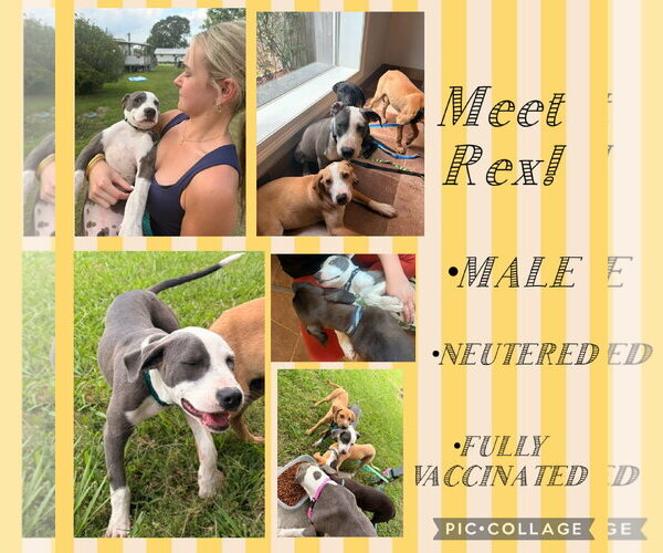 Medium Photo #1 American Pit Bull Terrier-Labrador Retriever Mix Puppy For Sale in Oakhurst, NJ, USA