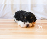 Small Photo #2 Bernedoodle Puppy For Sale in CARLOCK, IL, USA