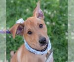 Small #2 Labrador Retriever Mix