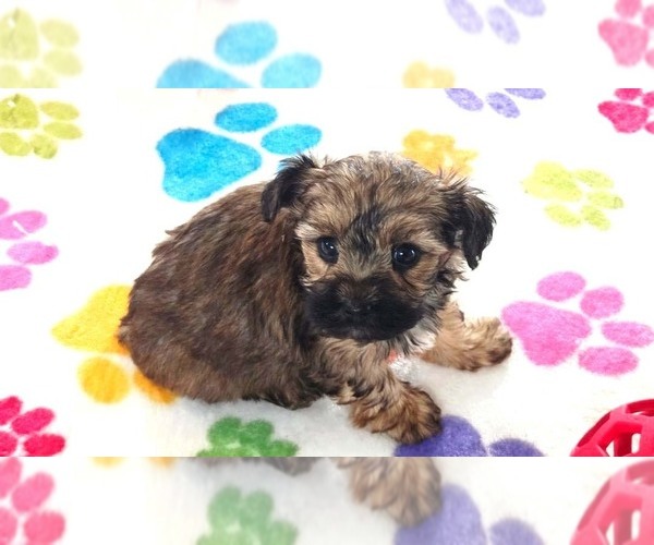Medium Photo #7 Yorkipoo Puppy For Sale in ORO VALLEY, AZ, USA