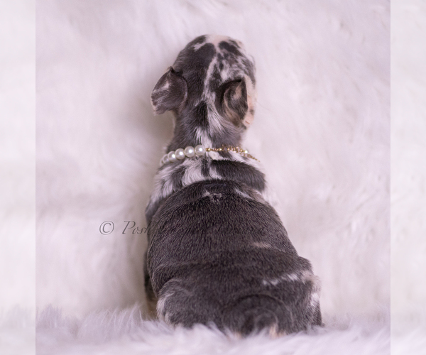 Medium Photo #5 French Bulldog Puppy For Sale in WARSAW, IN, USA