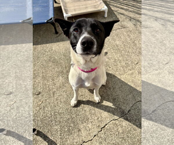 Medium Photo #2 Mutt Puppy For Sale in Holly Springs, NC, USA